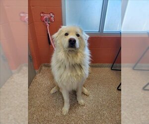Great Pyrenees Dogs for adoption in Pueblo, CO, USA