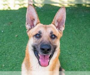 German Shepherd Dog Dogs for adoption in Ojai, CA, USA