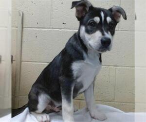 Siberian Husky Dogs for adoption in Downey, CA, USA