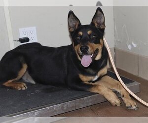 Australian Kelpie-Unknown Mix Dogs for adoption in Ojai, CA, USA