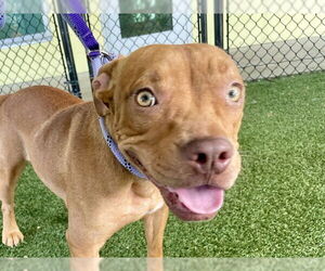 American Staffordshire Terrier-Unknown Mix Dogs for adoption in Tavares, FL, USA