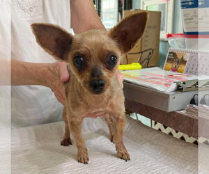 Mutt Dogs for adoption in Benton, LA, USA