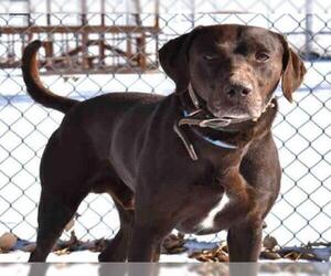 German Shorthaired Lab Dogs for adoption in Aurora, CO, USA