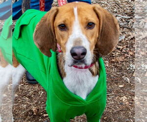 Mutt Dogs for adoption in Canton, CT, USA