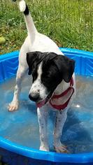 Pointer Dogs for adoption in Rustburg, VA, USA