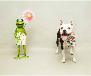 Mutt Dogs for adoption in Sanford, FL, USA