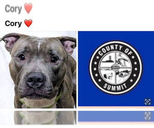 American Staffordshire Terrier-Unknown Mix Dogs for adoption in Akron, OH, USA