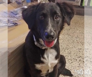 Border Collie-Unknown Mix Dogs for adoption in Washington, DC, USA
