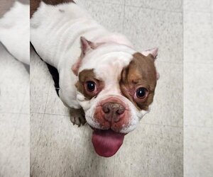 Bulldog Dogs for adoption in Plano, TX, USA