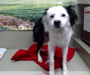 Border Collie-Unknown Mix Dogs for adoption in Moreno Valley, CA, USA
