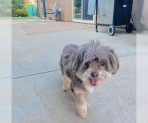 Shih Tzu Dogs for adoption in Redding, CA, USA