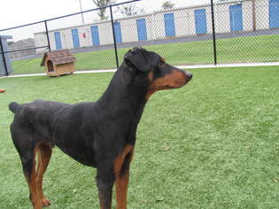Doberman Pinscher Dogs for adoption in Bryan, TX, USA