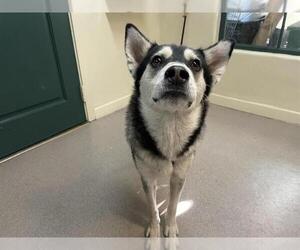 - Mix Dogs for adoption in Pasadena, CA, USA