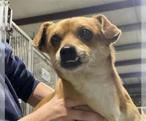 Chihuahua Dogs for adoption in Bakersfield, CA, USA