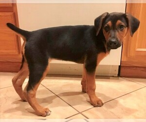 Small Doberman Pinscher-German Shepherd Dog Mix