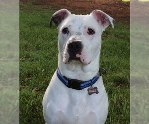 American Bulldog-American Staffordshire Terrier Mix Dogs for adoption in Sterling, VA, USA