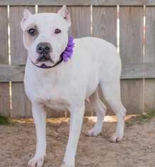 American Pit Bull Terrier Dogs for adoption in Staunton, VA, USA
