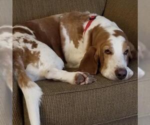 Basset Hound Dogs for adoption in Charleston, SC, USA