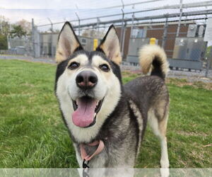 Siberian Husky-Unknown Mix Dogs for adoption in Millersville, MD, USA