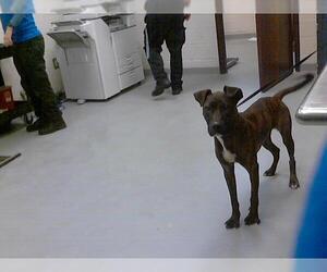 American Pit Bull Terrier-Unknown Mix Dogs for adoption in Fayetteville, NC, USA
