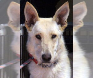 German Shepherd Dog Dogs for adoption in Phoenix, AZ, USA