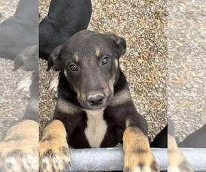 Boxer-Unknown Mix Dogs for adoption in MIDWAY, UT, USA