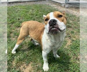 American Pit Bull Terrier-Unknown Mix Dogs for adoption in Conroe, TX, USA