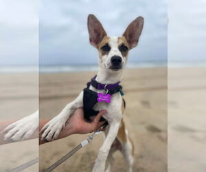 Rat-Cha Dogs for adoption in Corona, CA, USA