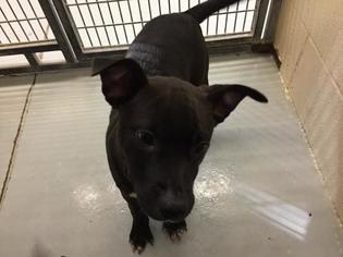 Mutt Dogs for adoption in Lawrence, KS, USA