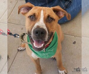 Labrador Retriever-Unknown Mix Dogs for adoption in Washington, DC, USA