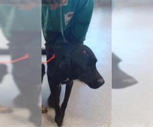 Labrador Retriever-Unknown Mix Dogs for adoption in Louisville, KY, USA