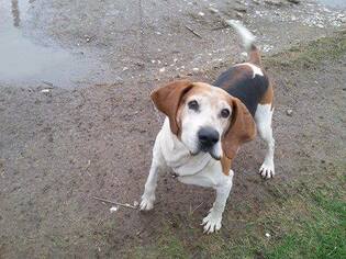 Coonhound Dogs for adoption in Portland, IN, USA