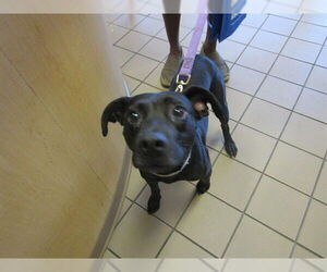 Mutt Dogs for adoption in Ocala, FL, USA
