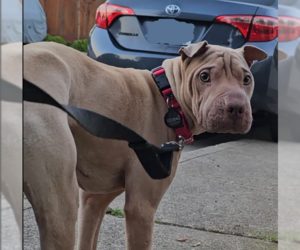 Chinese Shar-Pei Dogs for adoption in Pacifica, CA, USA