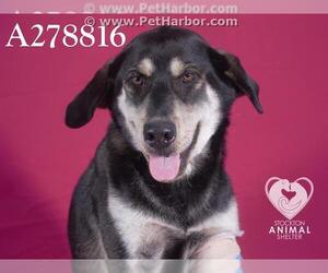 Sheprador Dogs for adoption in Stockton, CA, USA