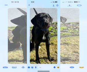 Labrador Retriever-Unknown Mix Dogs for adoption in Munford, TN, USA