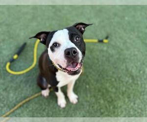 American Pit Bull Terrier-Unknown Mix Dogs for adoption in Las Vegas, NV, USA