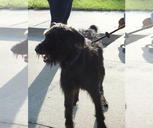Black Russian Terrier Dogs for adoption in Des Moines, IA, USA