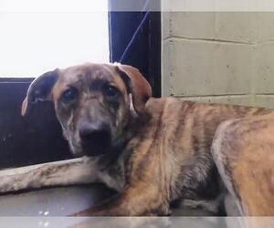 Plott Hound-Unknown Mix Dogs for adoption in Tulsa, OK, USA