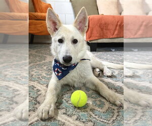 German Shepherd Dog-Unknown Mix Dogs for adoption in San Leon, TX, USA