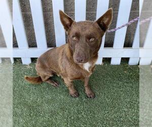 Border Collie-Cardigan Welsh Corgi Mix Dogs for adoption in Modesto, CA, USA