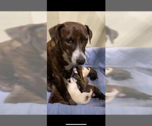 Mutt Dogs for adoption in Bakersfield, CA, USA