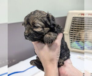 Mutt Dogs for adoption in Chico, CA, USA