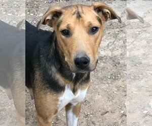 Mutt Dogs for adoption in Grand Junction, CO, USA