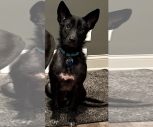 Mutt Dogs for adoption in Plymouth, MN, USA