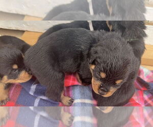 Rottweiler Dogs for adoption in Gilbert, AZ, USA