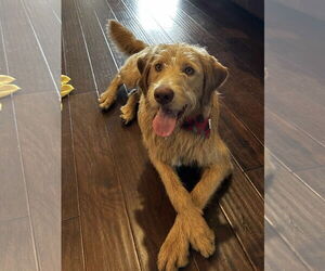 Goldendoodle Dogs for adoption in Fort Worth, TX, USA
