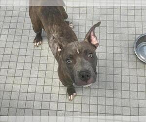 American Bandogge mastiff Dogs for adoption in Fort Collins, CO, USA