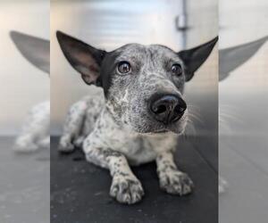 Mutt Dogs for adoption in San Antonio, TX, USA