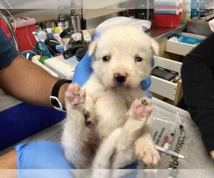 Mutt Dogs for adoption in Riverside, CA, USA